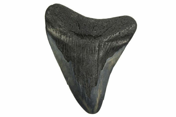 Juvenile Megalodon Tooth - Georgia #329829